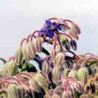 Borage plants in flower